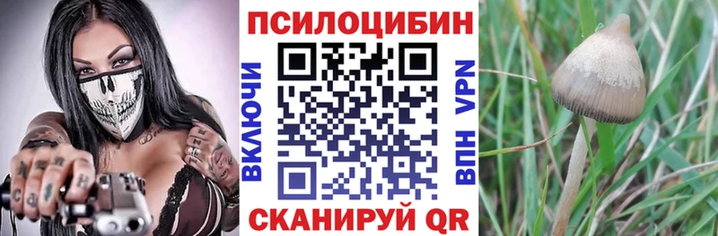 Псилоцибиновые грибы Psilocybe  где продают   Бирск 